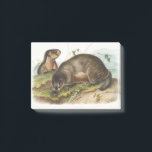 Notas Post-it® Hoary Marmot Camping Deco Gifts<br><div class="desc">Marmot Hoary,  patagonia,  esquí,  snowboard,  adventure,  arcteryx,  senderismo,  escalada,  mammut,  diamante negro,  cara norte,  ganso canadá,  lujuria,  pico,  columbia,  montañas,  osprey,  campamento,  escalada,  vida silvestre,  ropa deportiva,  montaña,  jack wolfskin,  helly hansen,  investigación al aire libre,  houdini,  lofs,  resort,  mt</div>