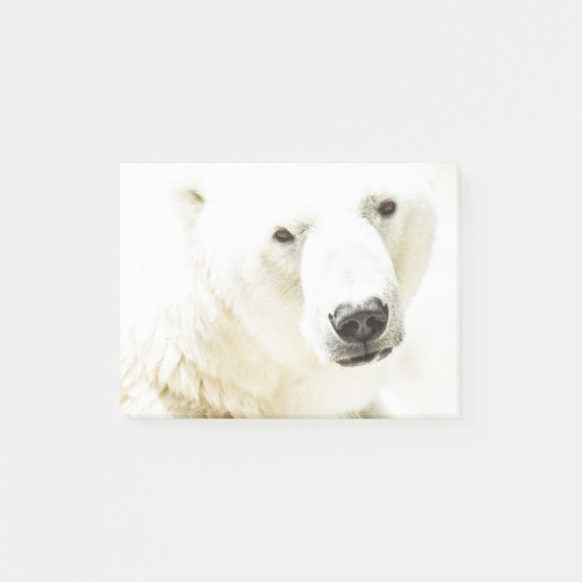 Notas Post-it® Icy stare de un oso polar (Anverso)