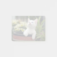 Kitten blanco turco