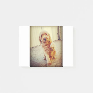 Notas Post-it® labradoodle