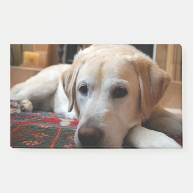 Notas Post-it® Labrador Amarillo Acostado (Anverso)