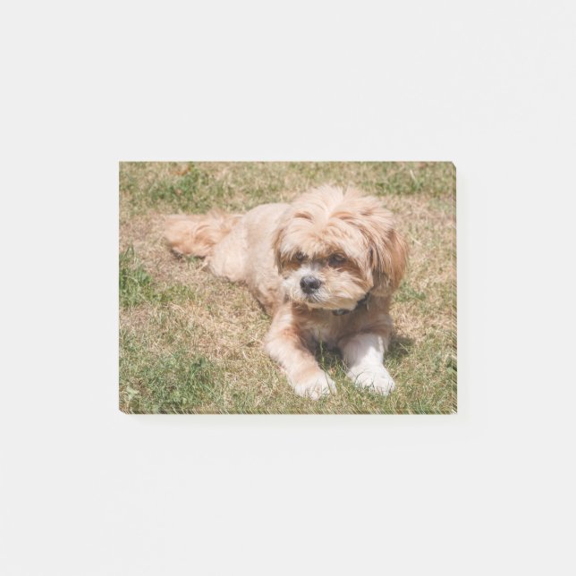 Notas Post-it® Lhasa Apso dog (Anverso)