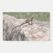 Lizard