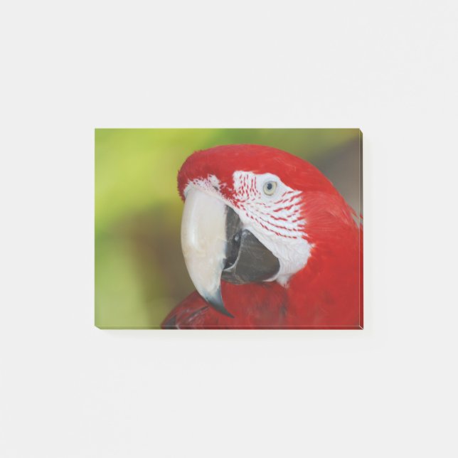 Notas Post-it® Macaw bonito del escarlata (Anverso)