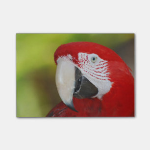 Notas Post-it® Macaw bonito del escarlata