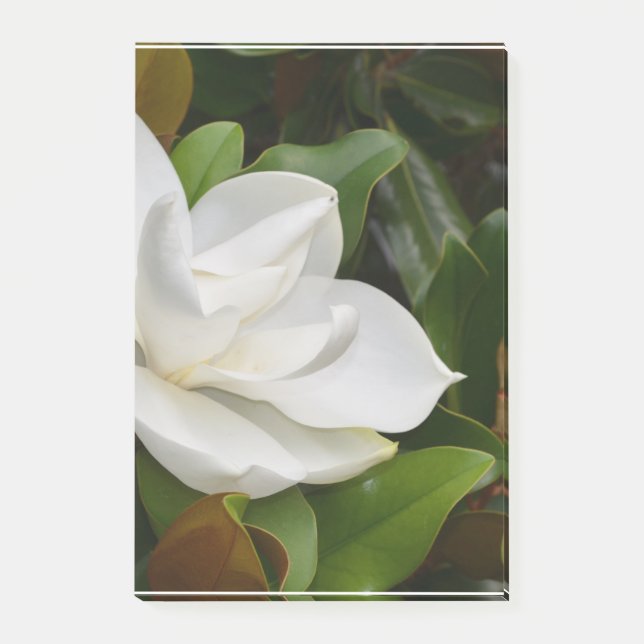 Notas Post-it® Magnolia blanca (Anverso)
