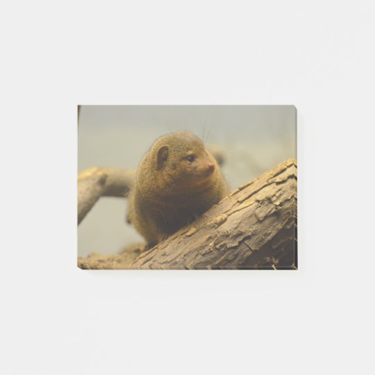 Notas Post-it® Mangosta una rama de árbol