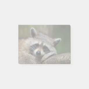 Notas Post-it® Mapache lindo del bandido en descanso