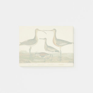 Notas Post-it® Marsh Bird Curlew Snipe Birding