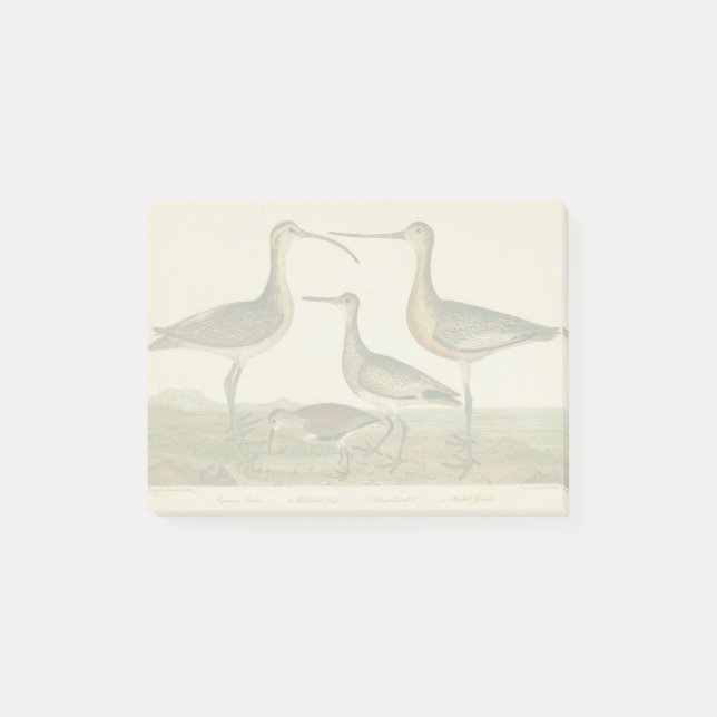 Notas Post-it® Marsh Bird Curlew Snipe Birding (Anverso)
