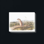 Notas Post-it® Mexican Marmot Squirrel Camping Deco Gifts<br><div class="desc">Mexican Marmot Squirrel Camping Deco Gifts</div>
