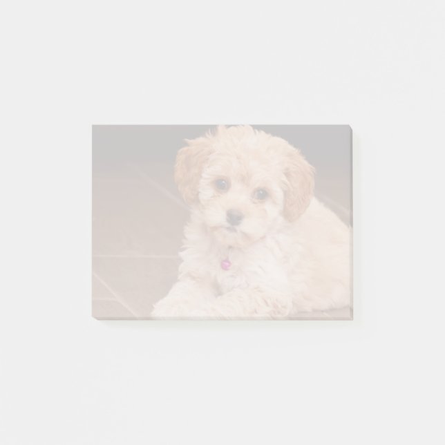 Notas Post-it® Mezcla del caniche del bebé o perro de perrito (Anverso)