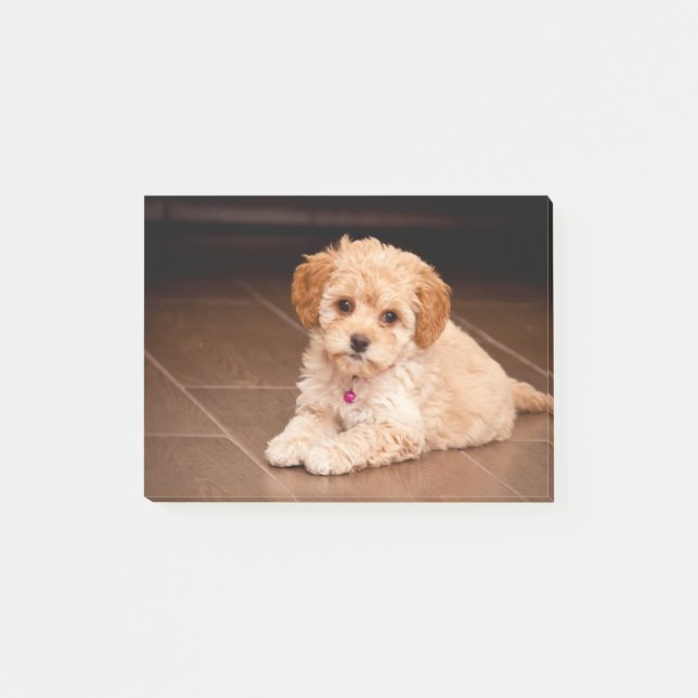 Notas Post-it® Mezcla del caniche del bebé o perro de perrito (Anverso)