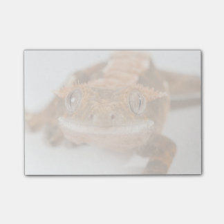 Notas Post-it® Mirada fija del Gecko