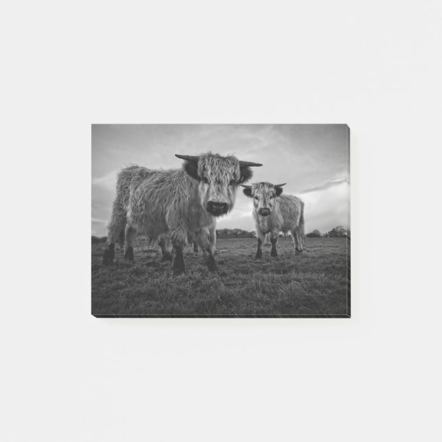 Notas Post-it® Mono de vaca de alto parque (Anverso)