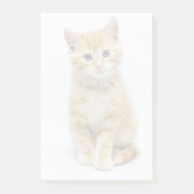 Notas Post-it® Naranja dulce Tabby (Anverso)