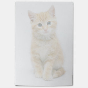 Notas Post-it® Naranja dulce Tabby