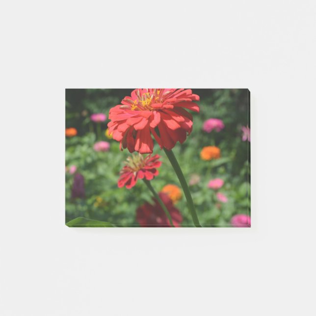 Notas Post-it® naranja rojo daisy floral, jardín de flores rojas (Anverso)