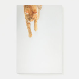 Notas Post-it® Naranja Tabby Cat Post-it® Notes 4 x 6