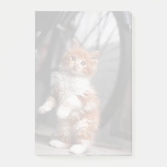 Notas Post-it® Naranja Tabby Kitten (Anverso)