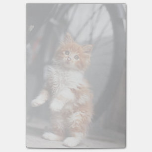 Notas Post-it® Naranja Tabby Kitten