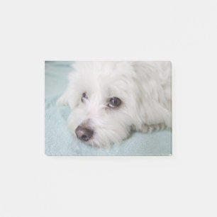 Notas Post-it® Ojos de Tulear Puppy del algodón