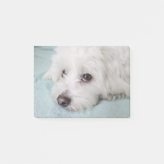 Notas Post-it® Ojos de Tulear Puppy del algodón (Anverso)