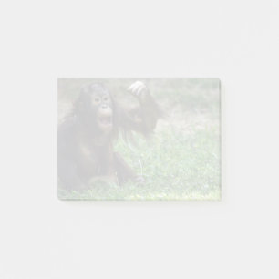 Notas Post-it® Orangutan Redd en el Zoológico Nacional