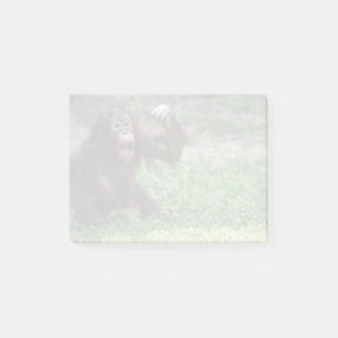 Notas Post-it® Orangutan Redd en National Zoo Post-it Notes