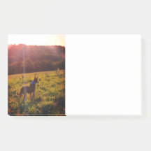 Paisaje del amanecer con perro