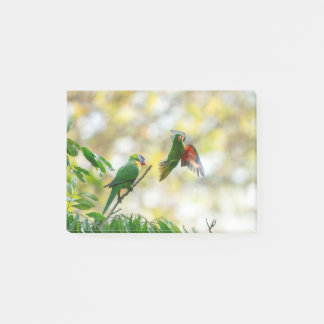 Notas Post-it® Pan escalofriante y Lorikeet arcoiris.