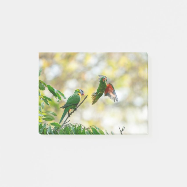Notas Post-it® Pan escalofriante y Lorikeet arcoiris. (Anverso)