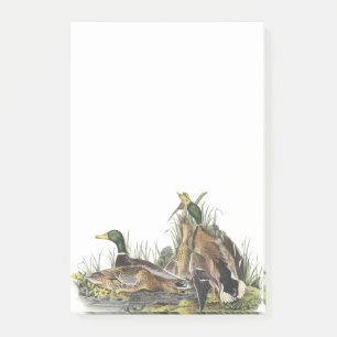 Notas Post-it® Pato silvestre por Audubon