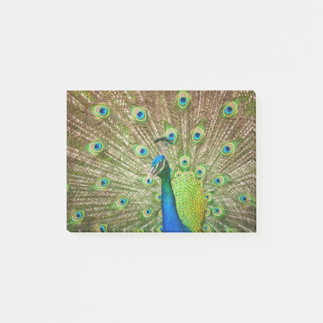 Notas Post-it® Peacock (Anverso)