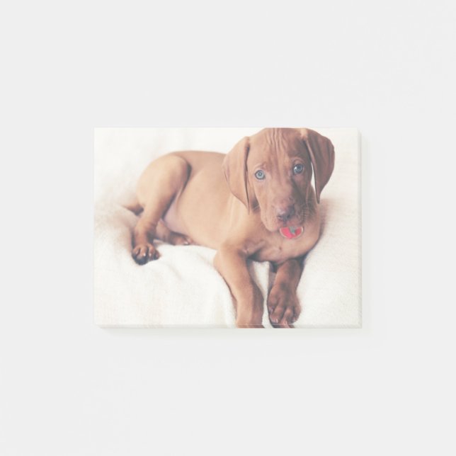 Notas Post-it® Perrito de Vizsla del húngaro (Anverso)