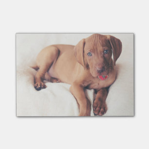 Notas Post-it® Perrito de Vizsla del húngaro