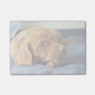 Notas Post-it® Perrito de Vizsla que descansa sobre su pata