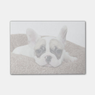 Notas Post-it® Perrito del bulldog francés que miente en una cam