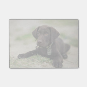 Notas Post-it® Perrito del laboratorio del chocolate