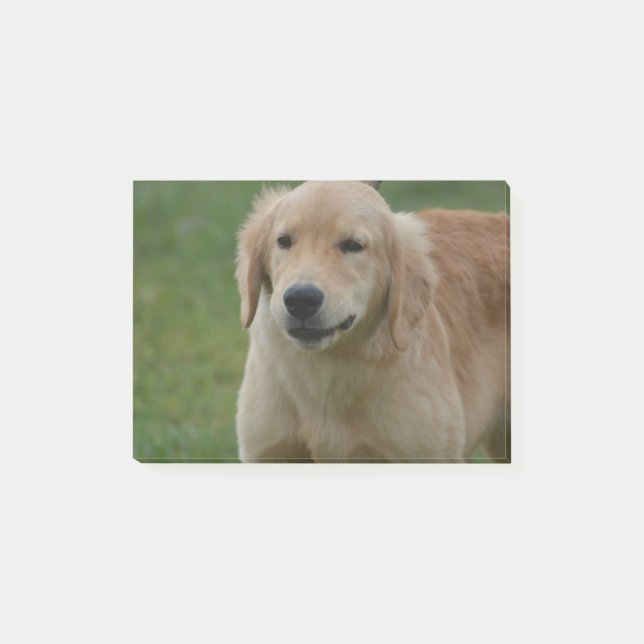 Notas Post-it® Perrito lindo del golden retriever (Anverso)