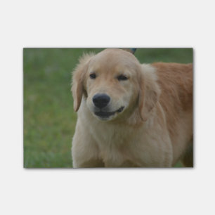 Notas Post-it® Perrito lindo del golden retriever