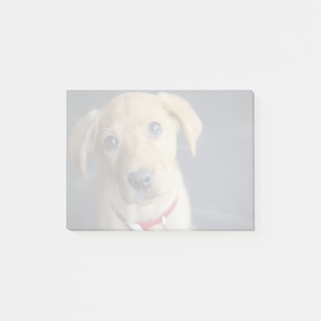 Notas Post-it® Perrito rojo del Fox Labrador (Anverso)