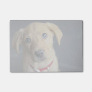 Notas Post-it® Perrito rojo del Fox Labrador