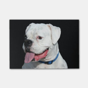 Notas Post-it® Perro blanco del boxeador