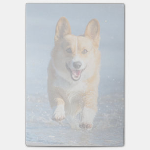 Notas Post-it® Perro Corgi Galés De Pembroke Corriendo En La Pla