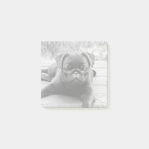 Notas Post-it® Perro de cachorro lindo pug amante foto en blanco