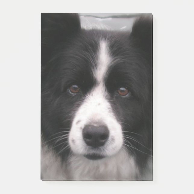 Notas Post-it® Perro del border collie (Anverso)
