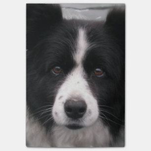 Notas Post-it® Perro del border collie