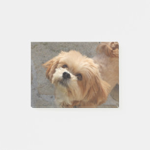 Notas Post-it® Perro Lhasa Apso en el jardín