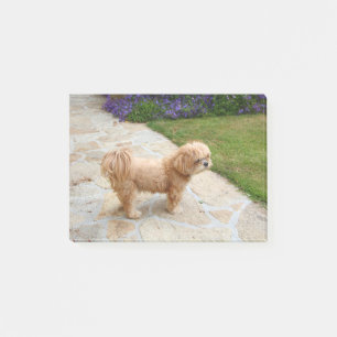 Notas Post-it® Perro Lhasa Apso en un jardín